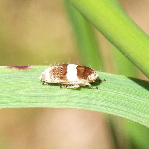 Allygidius atomarius